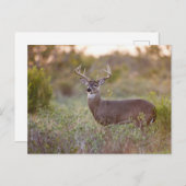 Carte Postale mâle blanc-coupé la queue 2 de cerfs communs (Devant / Derrière)