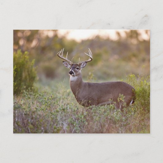 Carte Postale mâle blanc-coupé la queue 2 de cerfs communs (Devant)