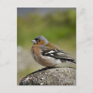 Carte Postale Male Chaffinch (WILD: Fringilla coelebs)