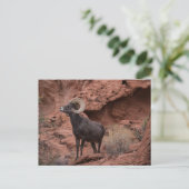 Carte Postale Male Desert Bighorn Sheep - III (Debout devant)