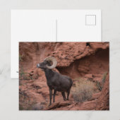 Carte Postale Male Desert Bighorn Sheep - III (Devant / Derrière)