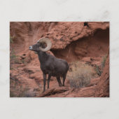 Carte Postale Male Desert Bighorn Sheep - III (Devant)