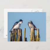 Carte Postale Male et femelle Tree Swallow (Devant / Derrière)