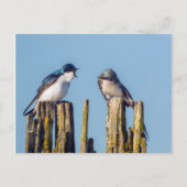 Carte Postale Male et femelle Tree Swallow (Devant)