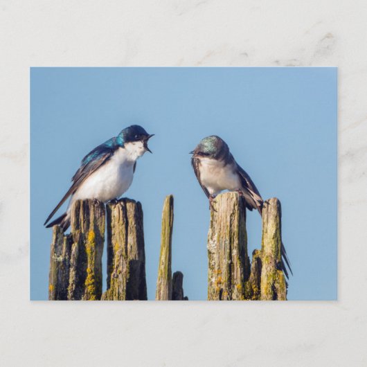 Carte Postale Male et femelle Tree Swallow (Devant)