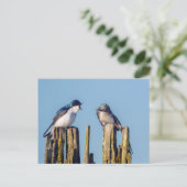 Carte Postale Male et femelle Tree Swallow (Debout devant)