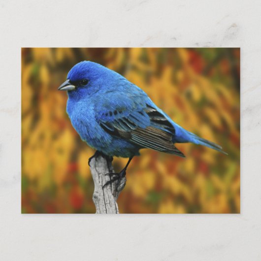 Carte Postale Male Indigo Bunting, Passerina cyanea (Devant)