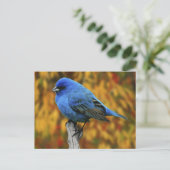 Carte Postale Male Indigo Bunting, Passerina cyanea (Debout devant)