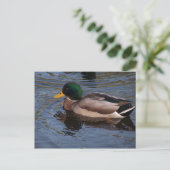 Carte Postale Male Mallard Duck (Debout devant)