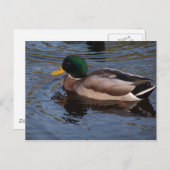 Carte Postale Male Mallard Duck (Devant / Derrière)