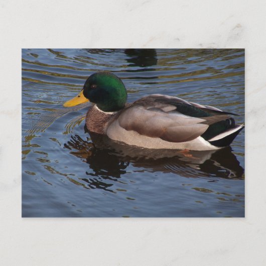 Carte Postale Male Mallard Duck (Devant)