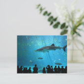 Carte Postale Male Whale Shark (Debout devant)
