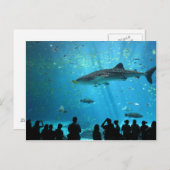 Carte Postale Male Whale Shark (Devant / Derrière)