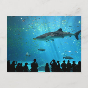 Carte Postale Male Whale Shark