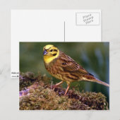 Carte Postale Male yellowhammer (Devant / Derrière)