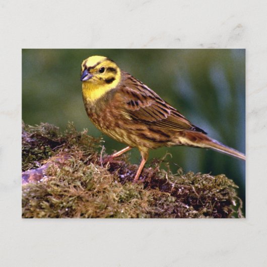 Carte Postale Male yellowhammer (Devant)
