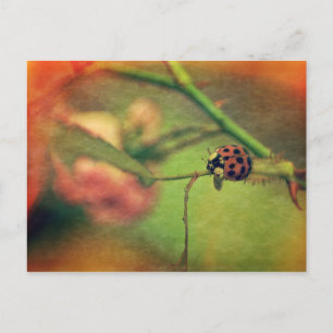 Carte Postale Malerischer Marienkäfer