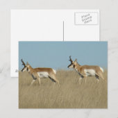 Carte Postale Mâles d'antilope d'Amérique A45 (Devant / Derrière)