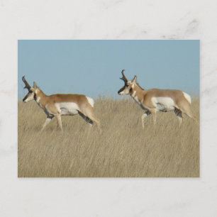 Carte Postale Mâles d'antilope d'Amérique A45