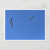 Carte Postale Malibu Birds in Flight – Wildlife Photography (Devant)