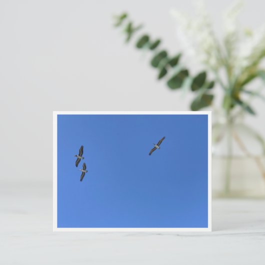 Carte Postale Malibu Birds in Flight – Wildlife Photography (Debout devant)