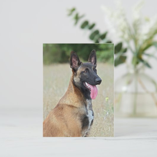 Carte Postale malinois (Debout devant)