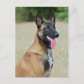 Carte Postale malinois (Devant)