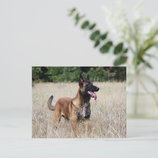 Carte Postale malinois (Debout devant)