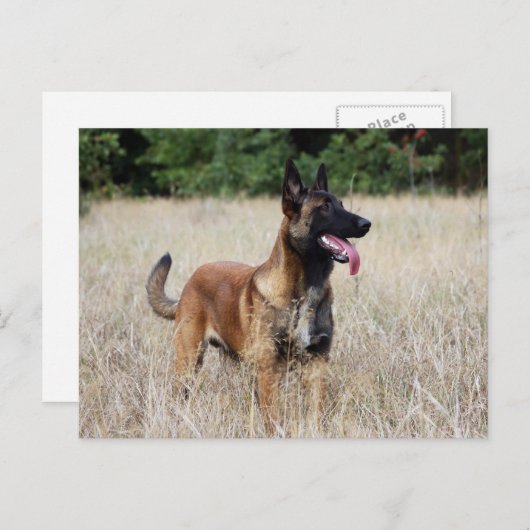 Carte Postale malinois (Devant / Derrière)