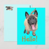 Carte Postale malinois (Devant / Derrière)