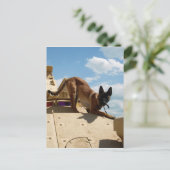 Carte Postale Malinois belge (Debout devant)