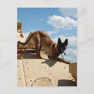 Carte Postale Malinois belge