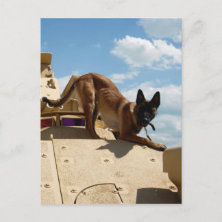 Carte Postale Malinois belge
