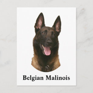 Carte Postale malinois belge