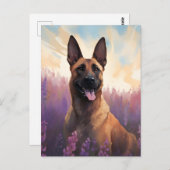 Carte Postale Malinois belge en Lavender champ (Devant / Derrière)
