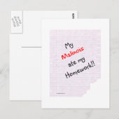 Carte Postale Malinois Belge Mange Mes devoirs (Devant / Derrière)