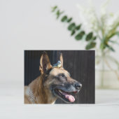 Carte Postale Malinois (Hund) mit Blaumeise (Debout devant)