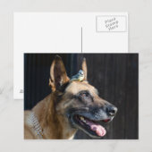 Carte Postale Malinois (Hund) mit Blaumeise (Devant / Derrière)