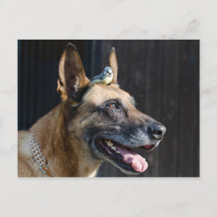 Carte Postale Malinois (Hund) mit Blaumeise