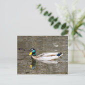 Carte Postale Mallard (Debout devant)