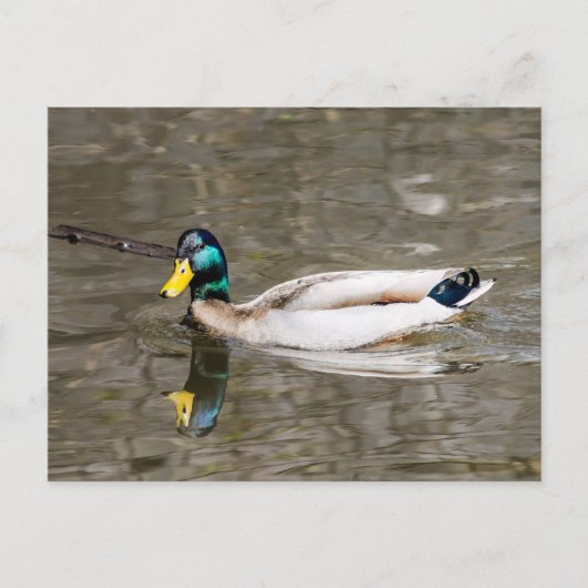 Carte Postale Mallard (Devant)