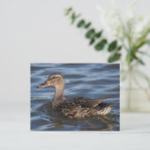 Carte Postale Mallard (Debout devant)