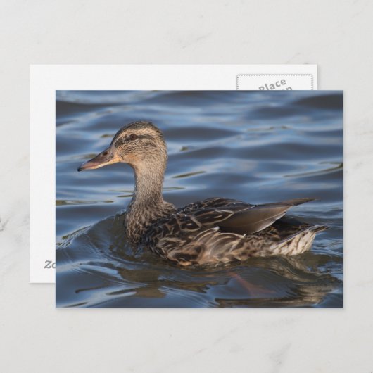 Carte Postale Mallard (Devant / Derrière)