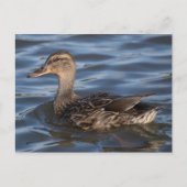 Carte Postale Mallard (Devant)