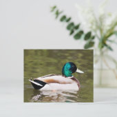 Carte Postale Mallard (Debout devant)