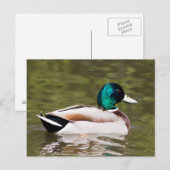 Carte Postale Mallard (Devant / Derrière)