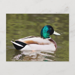 Carte Postale Mallard