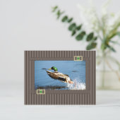 Carte Postale Mallard (Debout devant)