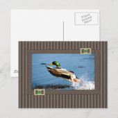 Carte Postale Mallard (Devant / Derrière)