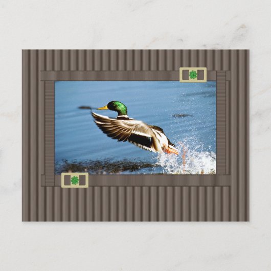 Carte Postale Mallard (Devant)